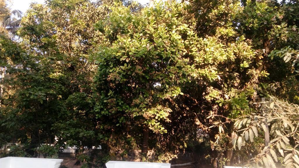 チェライ・ビーチCoconut Gardenアパートメント エクステリア 写真